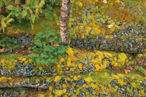Canada-Ontario-Bruce Peninsula National Park Birch tree and moss on limestone rock